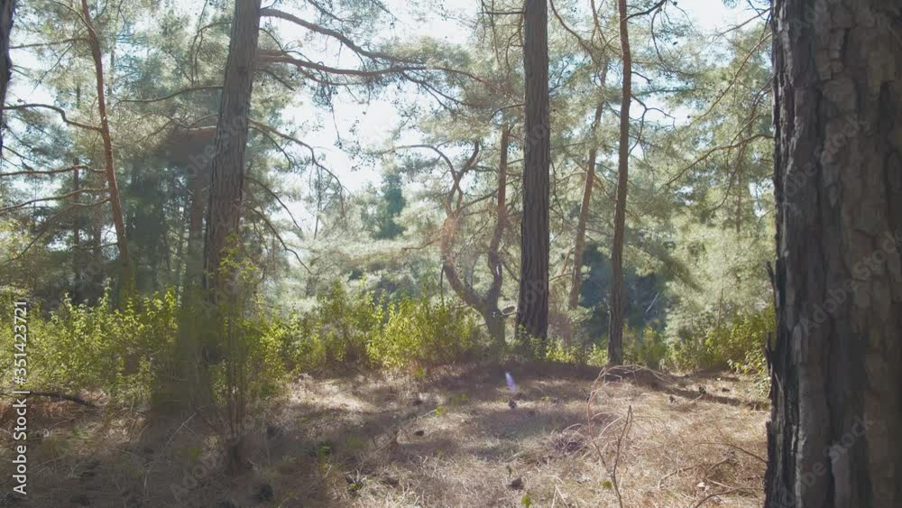 Traveler man with backpack wondering in sunny forest Traveler man with backpack wondering in sunny forest