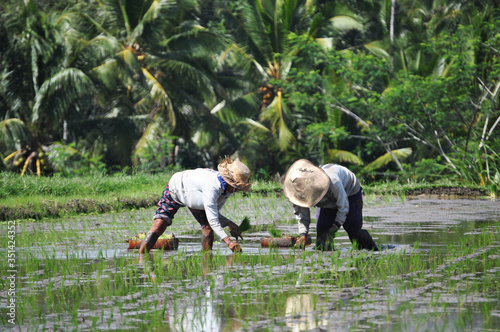 Ricefield Farmers - Ubud, Bali, Indonesia