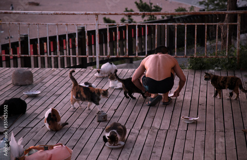 Photography Animal protectors are feeding wild cats