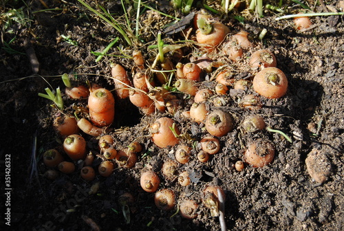 Organic Carrots Growing in Soil