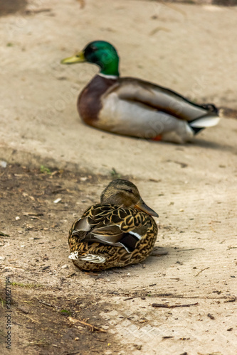 Wild ducks Mallard male and female, pair. Wild environment of migratory birds.