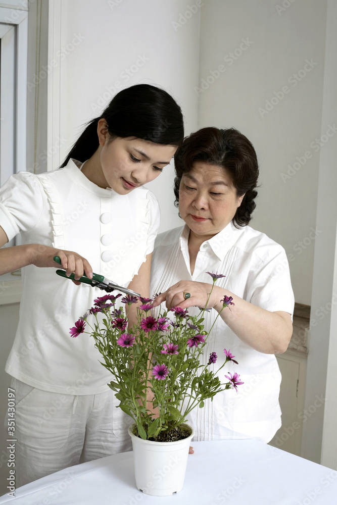 Two women trimming daisy plant Two women trimming daisy plant
