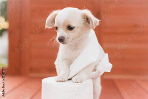 Pequeño cachorro blanco