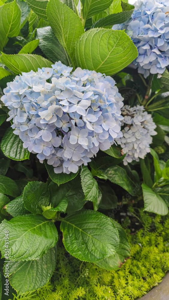 Many blue hydrangea flowers growing in the garden, floral background Many blue hydrangea flowers growing in the garden, floral background