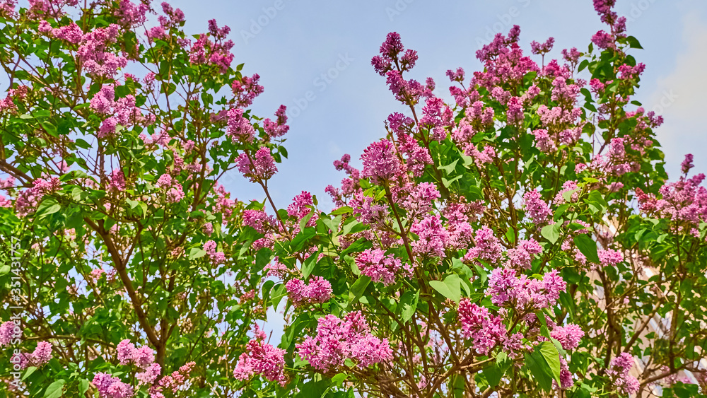 purple lilac flowers on a branch in spring. blurred background, General plan color
