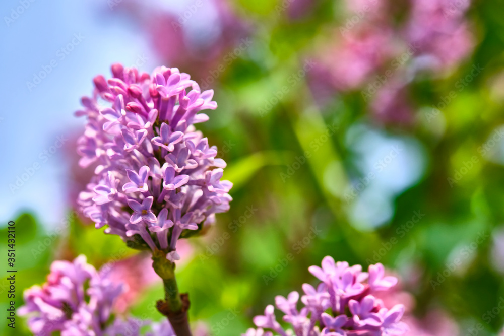 macro purple lilac flowers on a branch in spring. blurred background, color macro purple lilac flowers on a branch in spring. blurred background, color