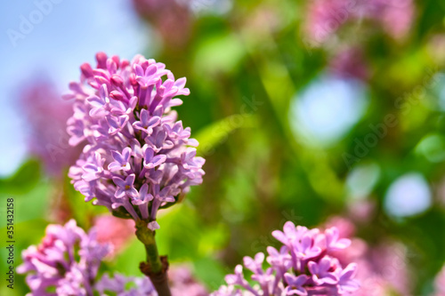 macro purple lilac flowers on a branch in spring. blurred background, color