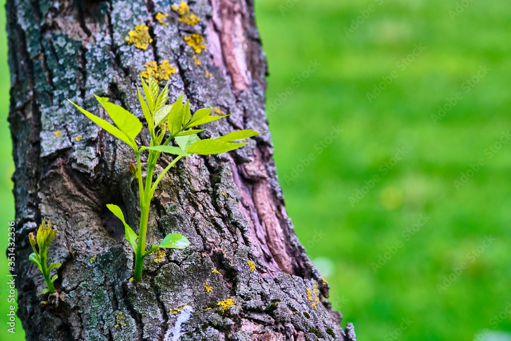 Leaves Grow From Trunk Of Poplar Tree. color Leaves Grow From Trunk Of Poplar Tree. color