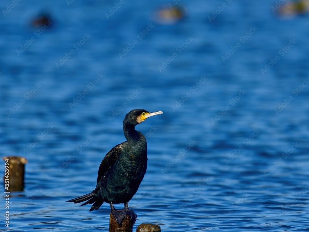 Fototapeta premium のんびりとくつろぐカワウ