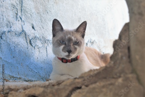 belo gato dos olhos azuis permitindo ser fotografado.