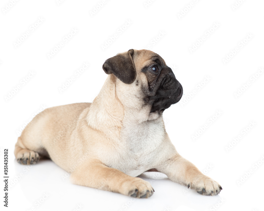 Pug puppy lies and looks away and up. isolated on white background