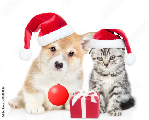 Cute Pembroke Welsh Corgi puppy holds in it mouth toy ball and sits with gray tabby kitten. Cat and dog wearing red christmas hats sit together with gift box. isolated on white background © Ermolaev Alexandr