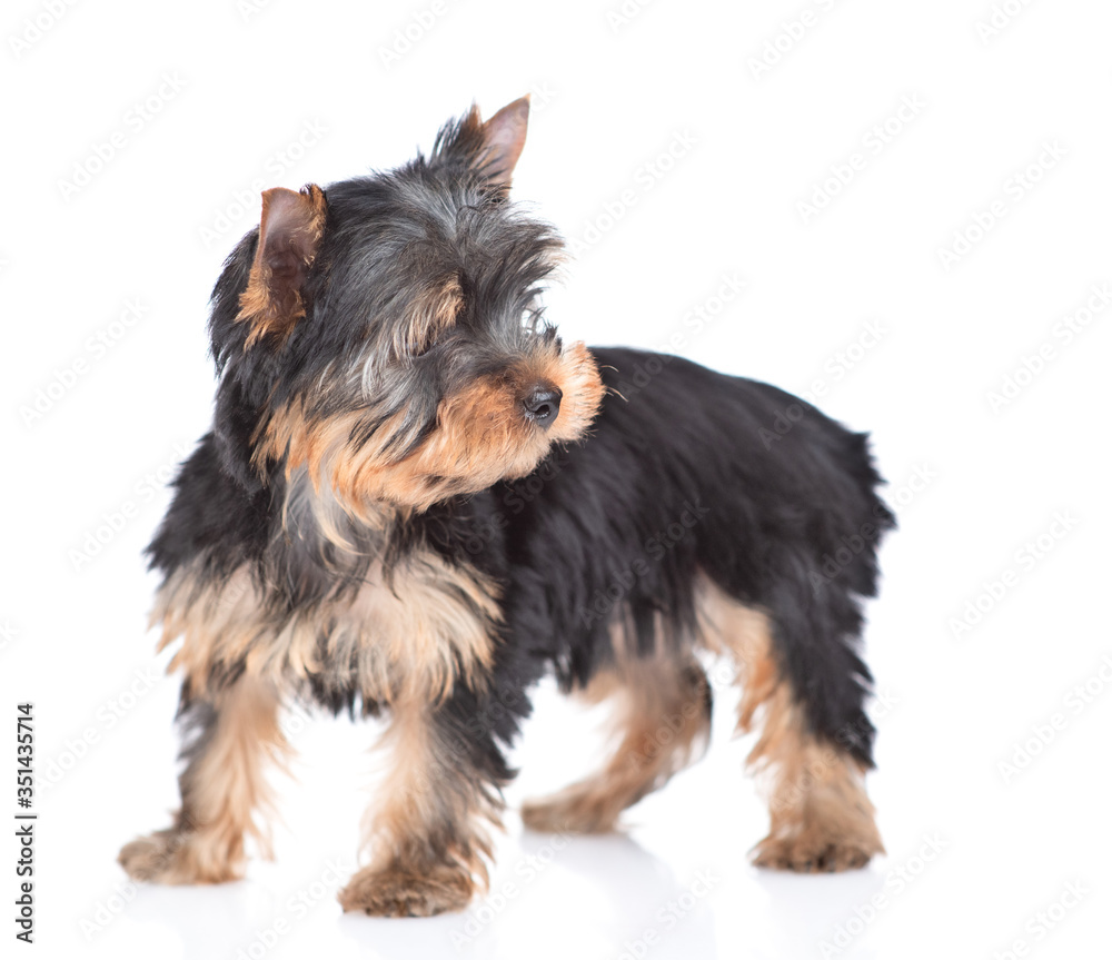 Portrait of a Yorkshire Terrier puppy stading in side view and looking away. Isolated on white background Portrait of a Yorkshire Terrier puppy stading in side view and looking away. Isolated on white background