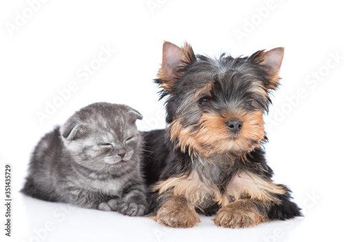 Sleepy scottish kitten and Yorkshire Terrier puppy lie together. Isolated on white background