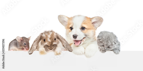 Puppy, rabbit, kitten and tiny mouse look together over empty white banner. isolated on white background