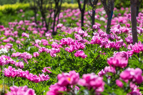 Wallpaper Mural Peony flowers in the park Torontodigital.ca