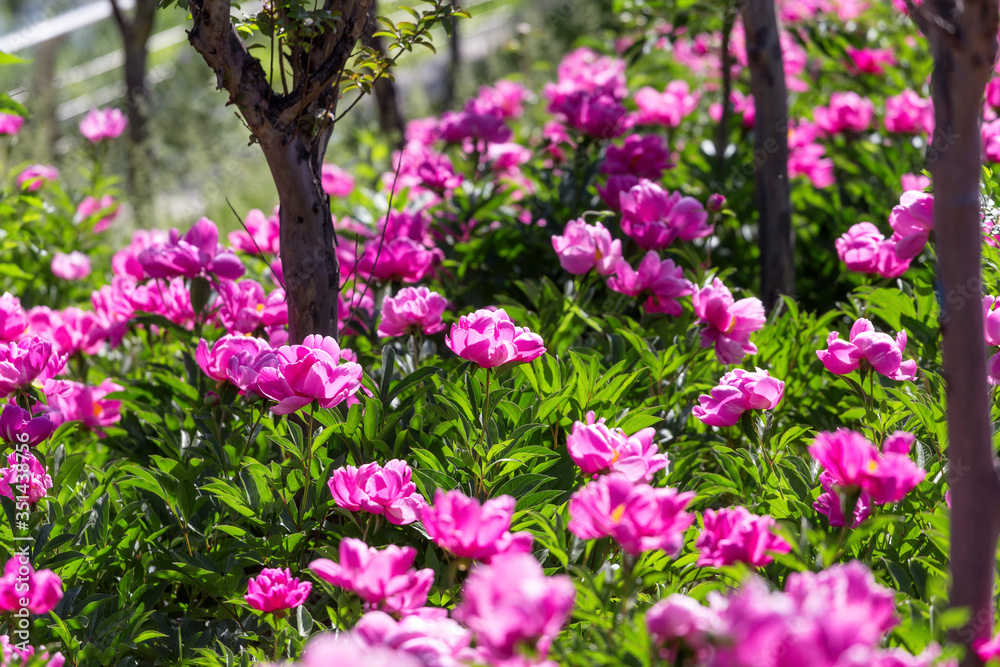 Peony flowers in the park