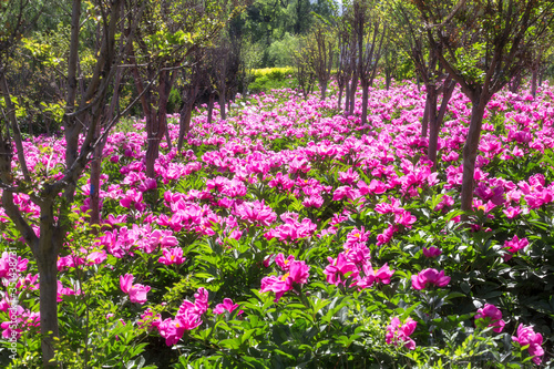 Peony flowers in the park