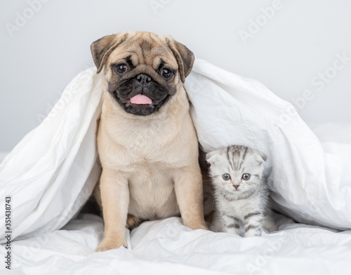 Fototapeta Naklejka Na Ścianę i Meble -  Pug puppy sits with baby kitten under a warm blanket on a bed at home