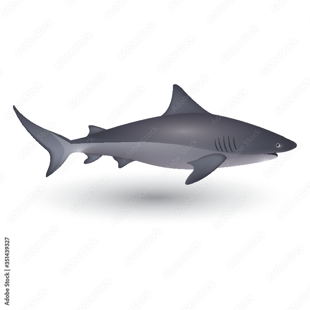 Shark