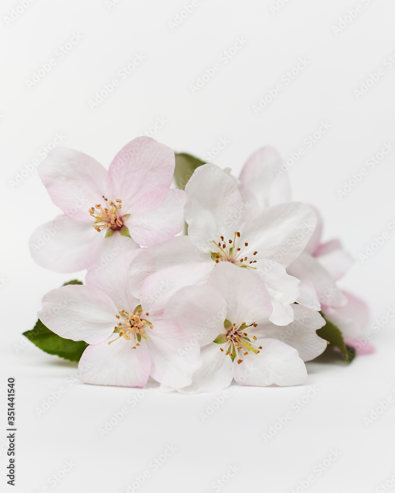 Appletree blossom isolated on white. Apple flowers. Spring apple flowers. Bloom garden flower Appletree blossom isolated on white. Apple flowers. Spring apple flowers. Bloom garden flower
