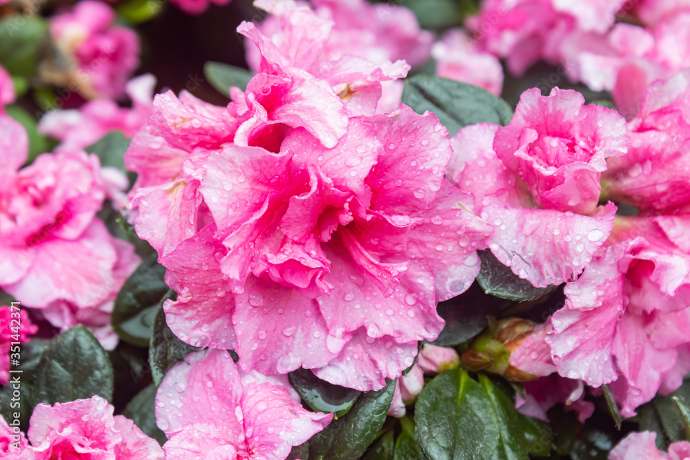 Pink Magenta Azalea Flower in Garden in Zoom View. Natural Azalea Flower or Azalea bouquet with green leaves background Pink Magenta Azalea Flower in Garden in Zoom View. Natural Azalea Flower or Azalea bouquet with green leaves background