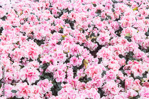 Fototapeta Naklejka Na Ścianę i Meble -  Pink and Magenta Azalea Flower in Garden in Wide Angle View. Natural Azalea Flower or Azalea bouquet with green leaves background