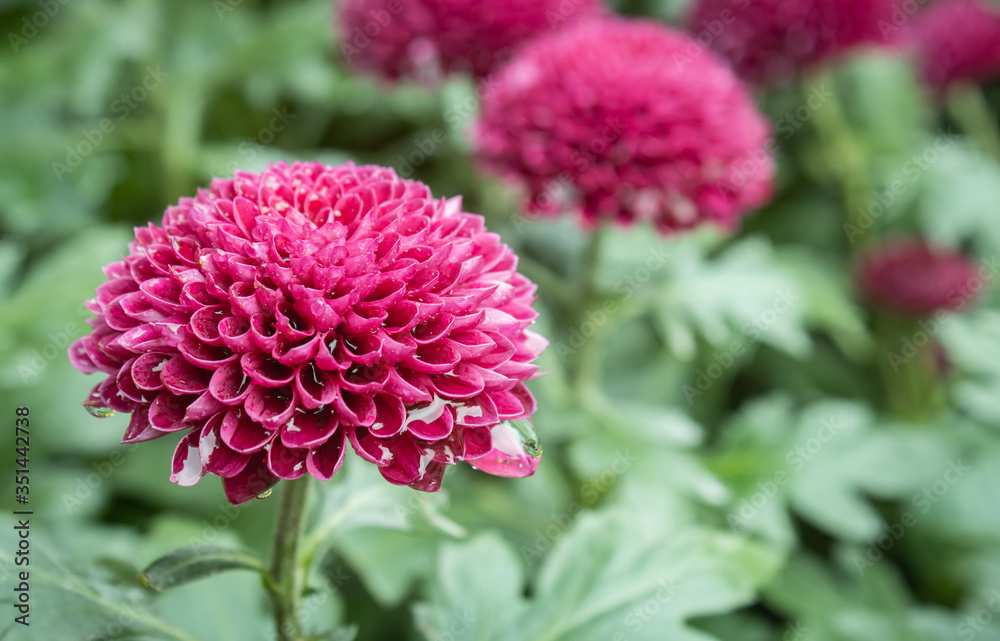 Purple or Violet Dahlia Flower in Garden on Left Frame in Close Up View. Natural Dahlia Flower or Dahlia bouquet on green leaves background