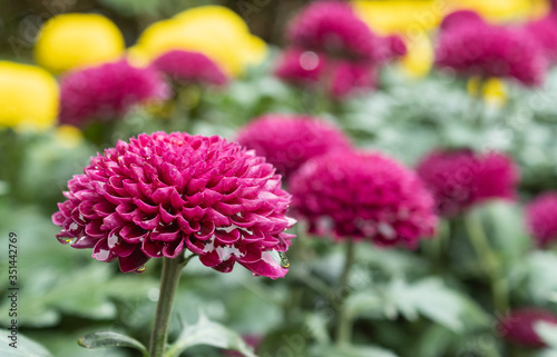 Purple or Violet Dahlia Flower in Garden on Left Frame. Natural Dahlia Flower or Dahlia bouquet on green leaves background