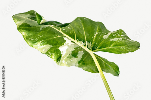 Heart shaped Alocasia leaf on white background mockup photo