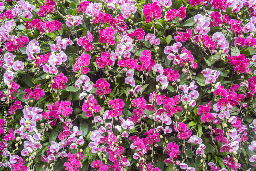 Purple Phalaenopsis Orchid Flower on Wide Angle View on Vertical Garden. Natural Phalaenopsis Orchid Flower or Phalaenopsis Orchid bouquet with green leaves background