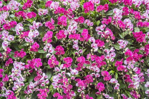 Wallpaper Mural Purple Phalaenopsis Orchid Flower on Wide Angle View on Vertical Garden. Natural Phalaenopsis Orchid Flower or Phalaenopsis Orchid bouquet with green leaves background Torontodigital.ca