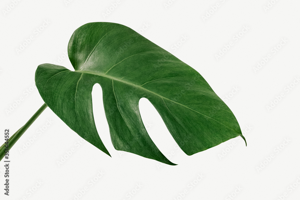 Naklejka premium Monstera delicosa plant leaf on a white background