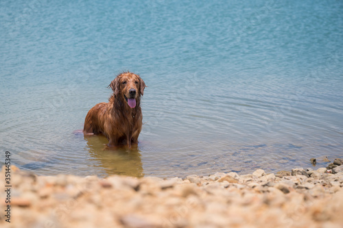 Golden retriever playing with water by the lake