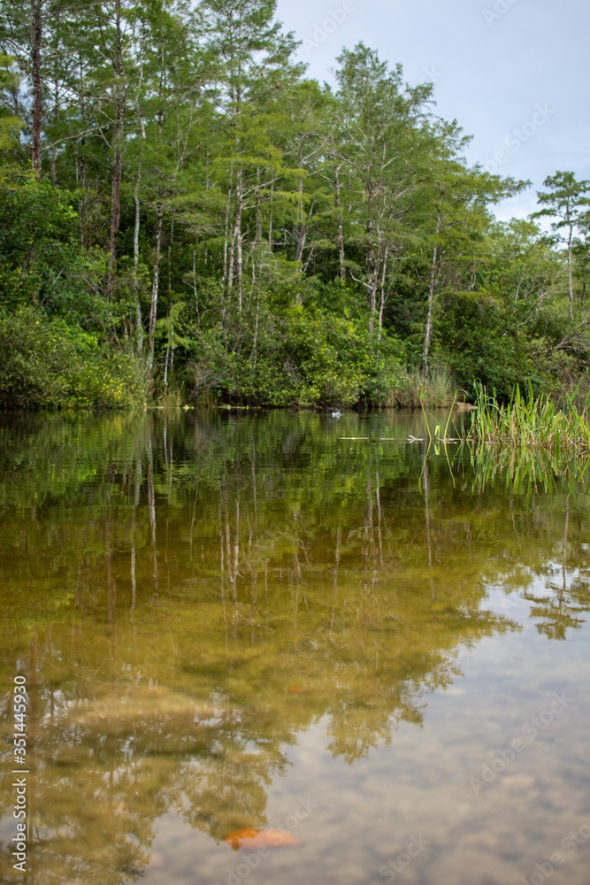 river in the forest