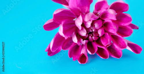 narrow photo of a pink chrysanthemum flower on a blue background