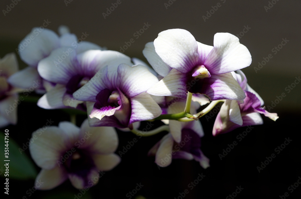 Obraz premium purple orchid on black isolated