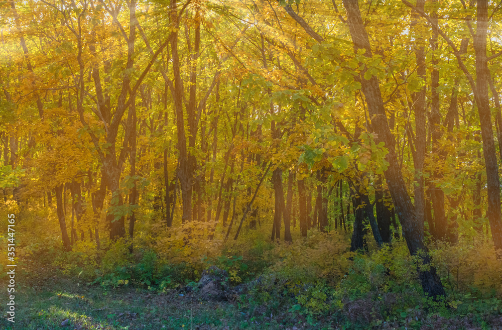 Obraz premium Autumn forest, park.