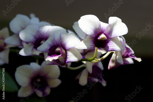purple orchid on black isolated