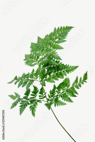 Fresh green leatherleaf fern mockup