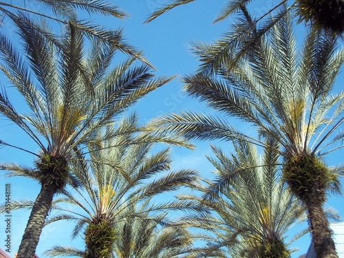 Looking up at Palm Trees in California