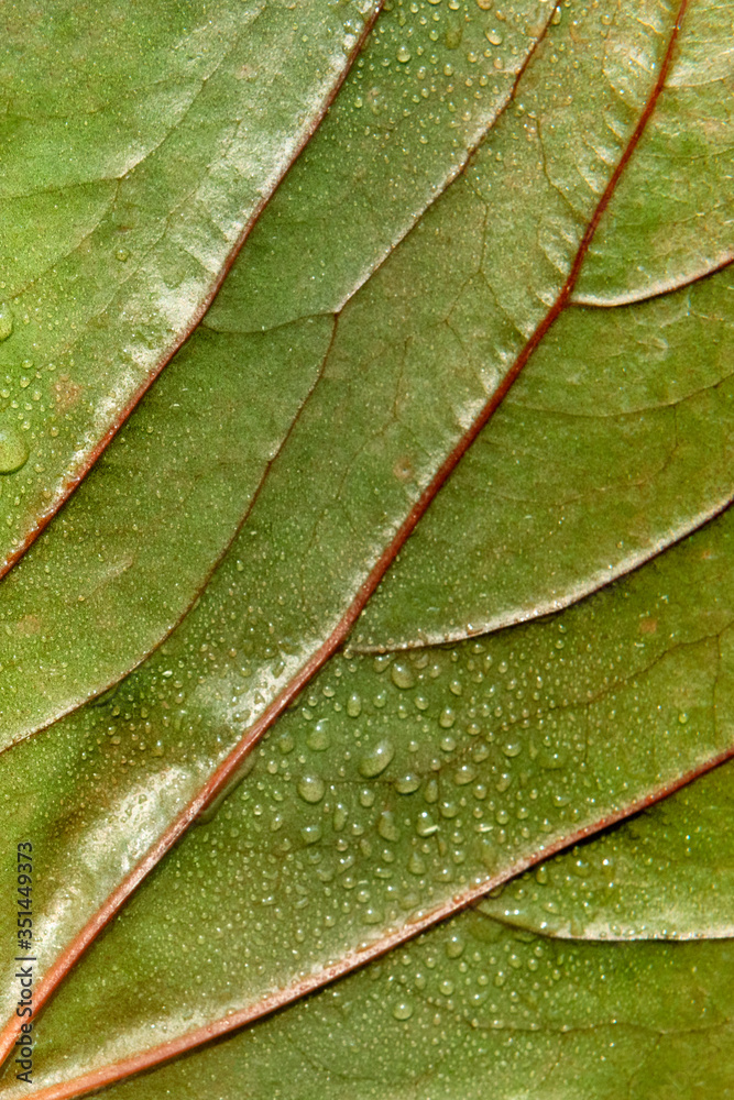 Fototapeta premium Green leaf textured background with droplets of water