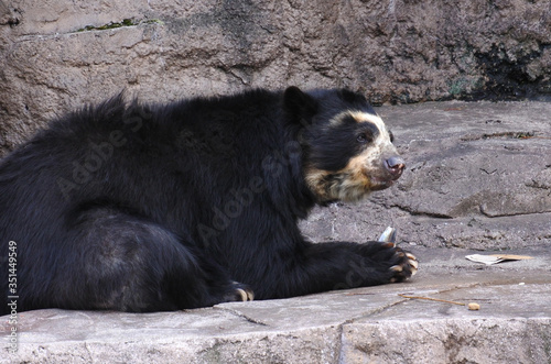 Spectacled bear is eating fish photo