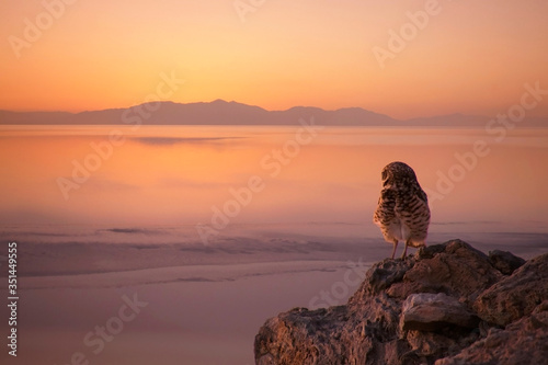 Obraz na plátne Burrowing owl enjoys the sunset at the Salton Sea, California.