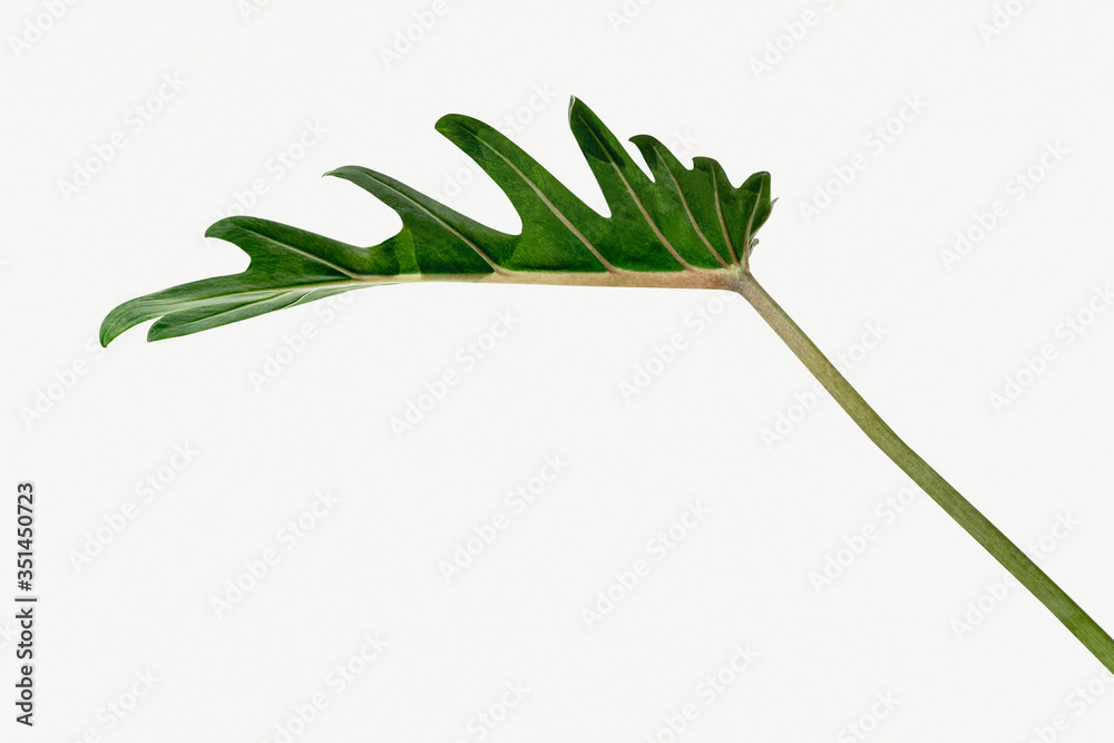 Fototapeta premium Closeup to fresh green Philodendron Xanadu leaf