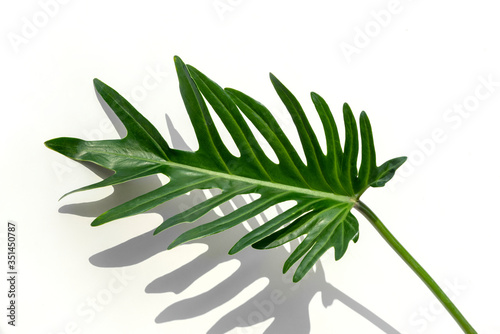Fototapeta Naklejka Na Ścianę i Meble -  Closeup to fresh green Philodendron Xanadu leaf