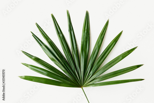 Принти на полотні Fresh green palm leaf background