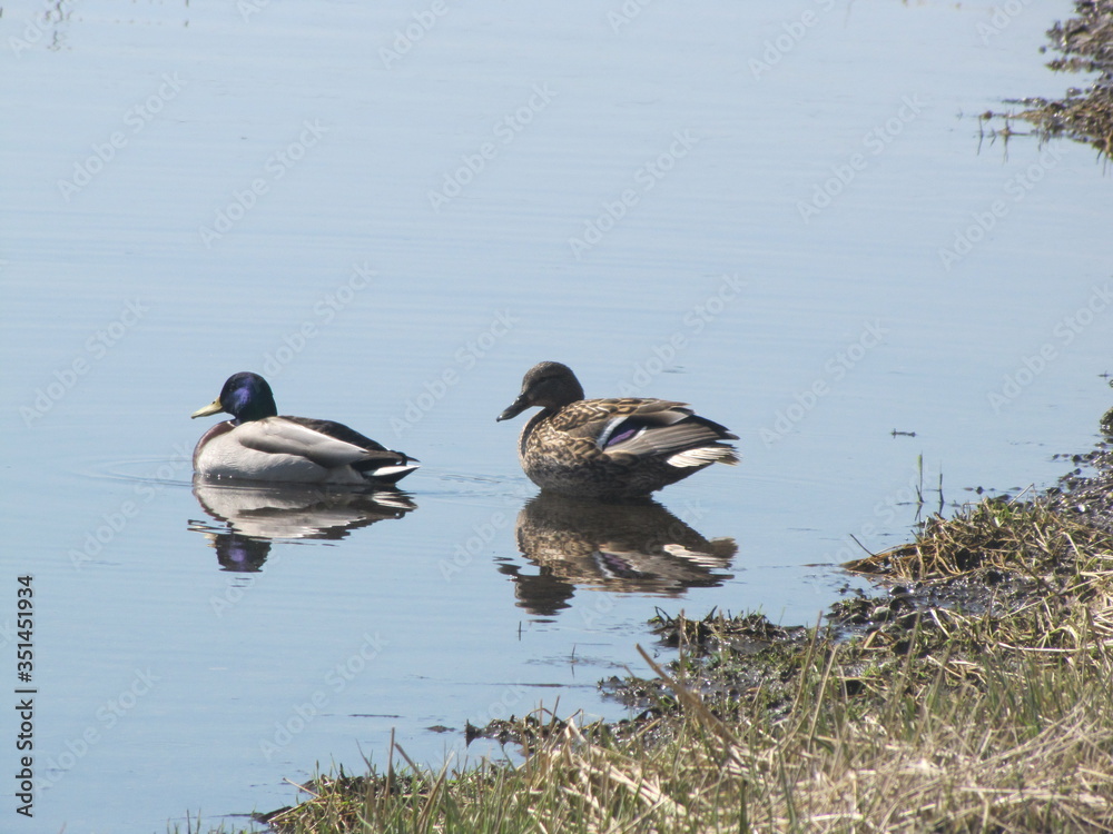 ducks swim in a pond in the city limits ducks swim in a pond in the city limits