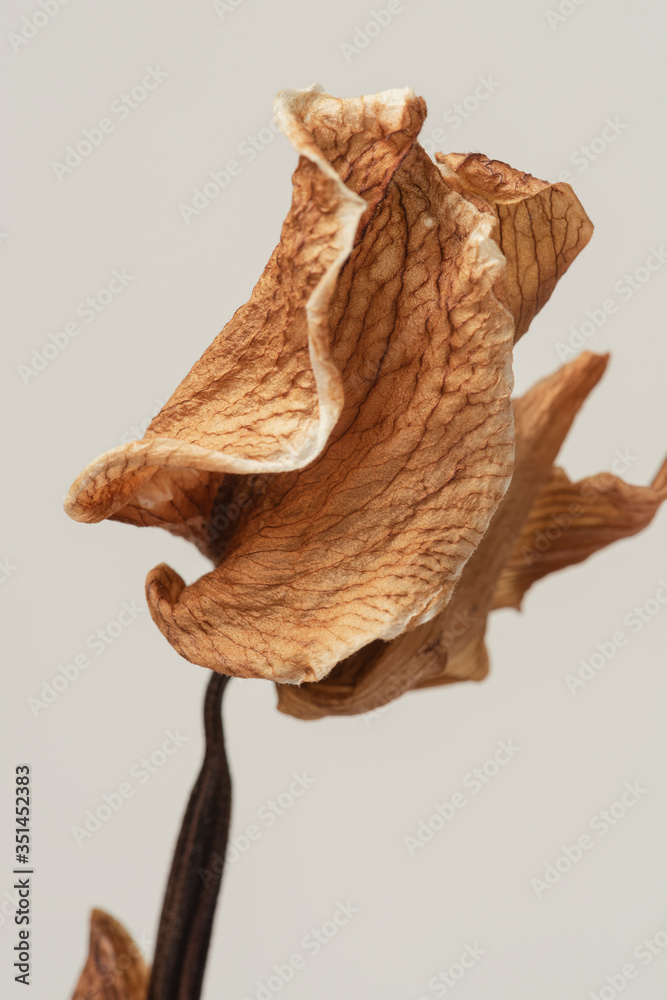 Dried cymbidium orchid flower on a graybackground