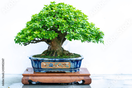 Old bonsai tree with unique shapes isolated in a pot plant create beautiful art in nature. All to say in life must be strong rise, patience overcome all challenges to live good and useful to society